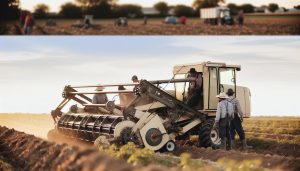 Arrancador de Batatas com Cardan: Sistema Agrícola