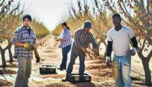 Arrancador de Almendros: Técnicas Modernas de Cosecha